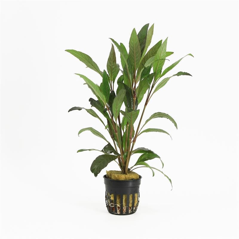 Hygrophila polysperma 10cm 5cm Pot