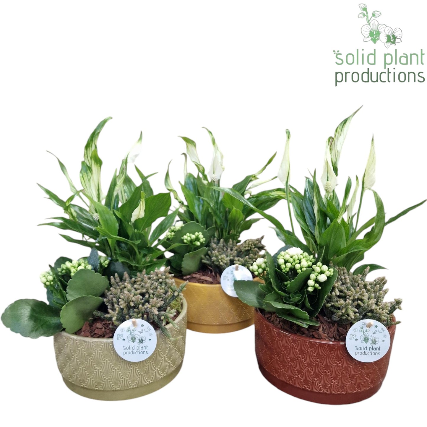 JT009 Sarah Spathiphyllum 38cm 19cm Pot