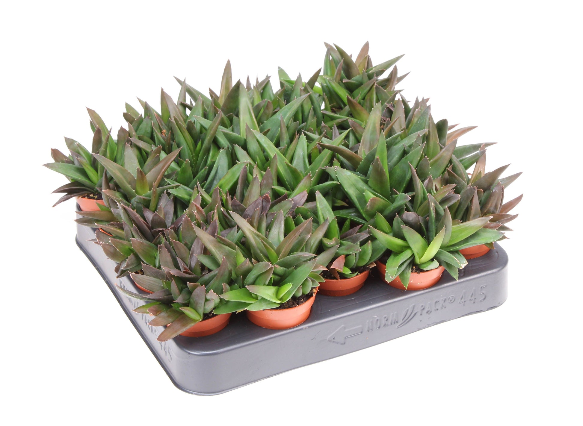 Haworthia West Jogoo 10cm 505cm Pot