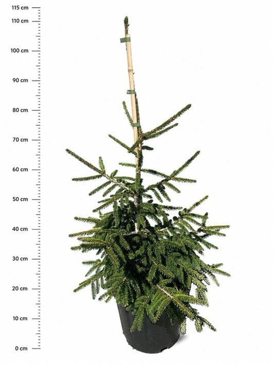 Picea or. Aureospicata 90cm 32cm Pot