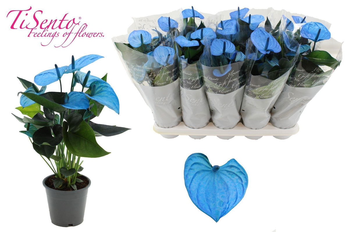 Anthurium Cocos in Christmas sleeve 40cm 12cm Pot