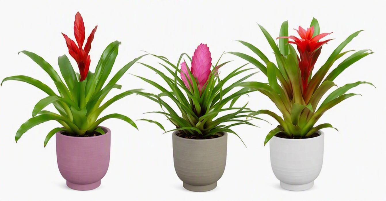 Bromelia mix 30cm 10.5cm Pot