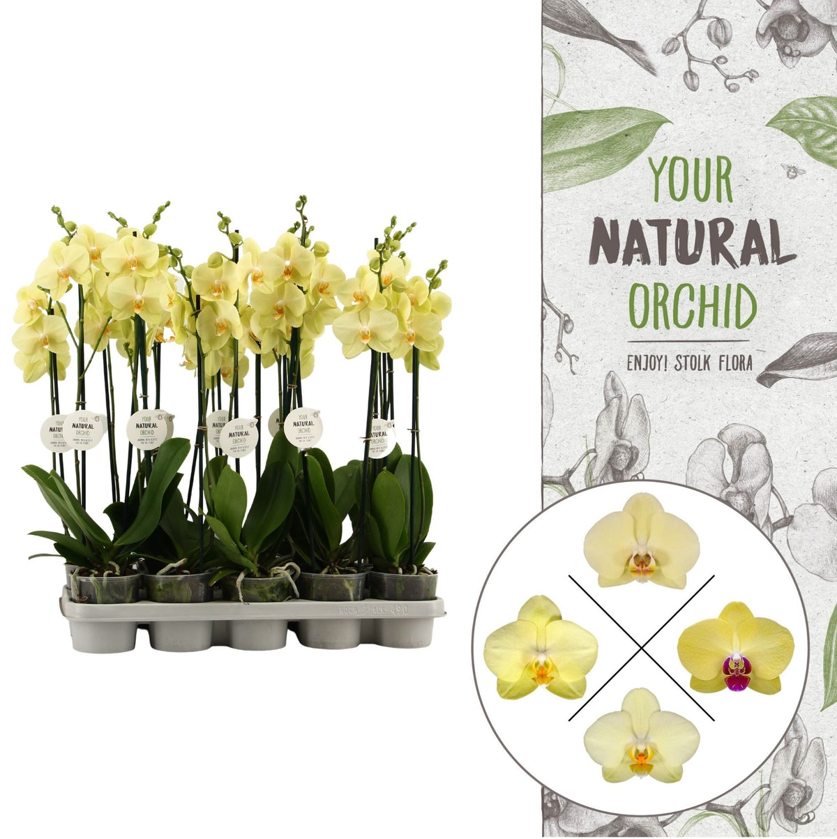 Phalaenopsis yellow 60cm 12cm Pot