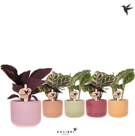 Calathea mix 16cm 6cm Pot