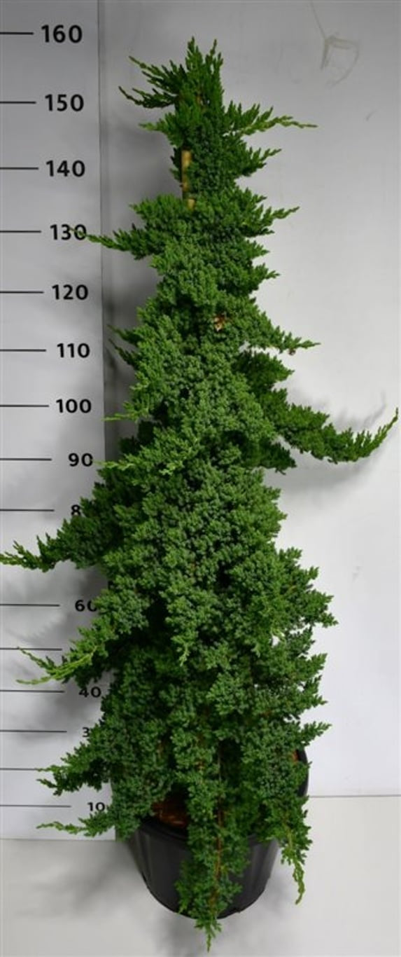 Juniperus procumbens Nana 150cm 38cm Pot