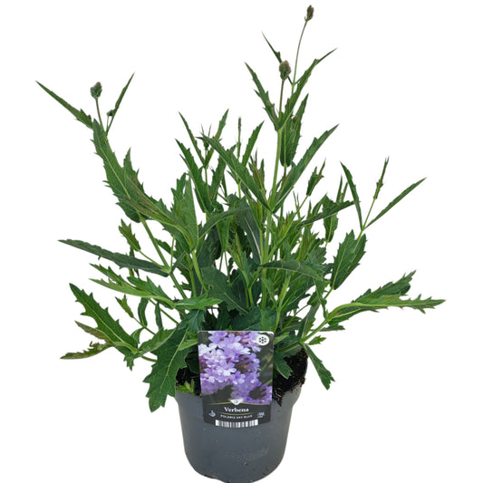 Verbena rigida 50cm 17cm Pot