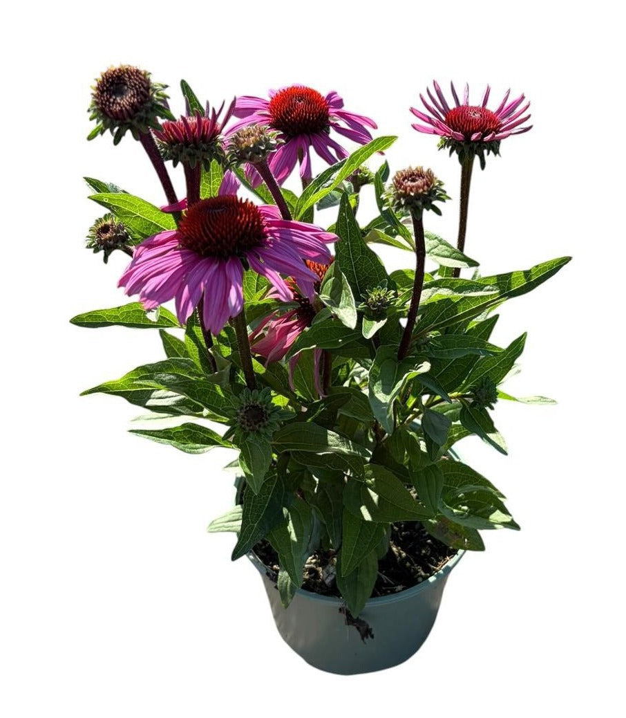 Echinacea sunseekers Purple 35cm 17cm Pot