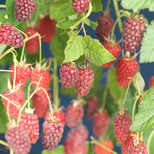 Rubus id. Malling Promise 65cm 15cm Pot