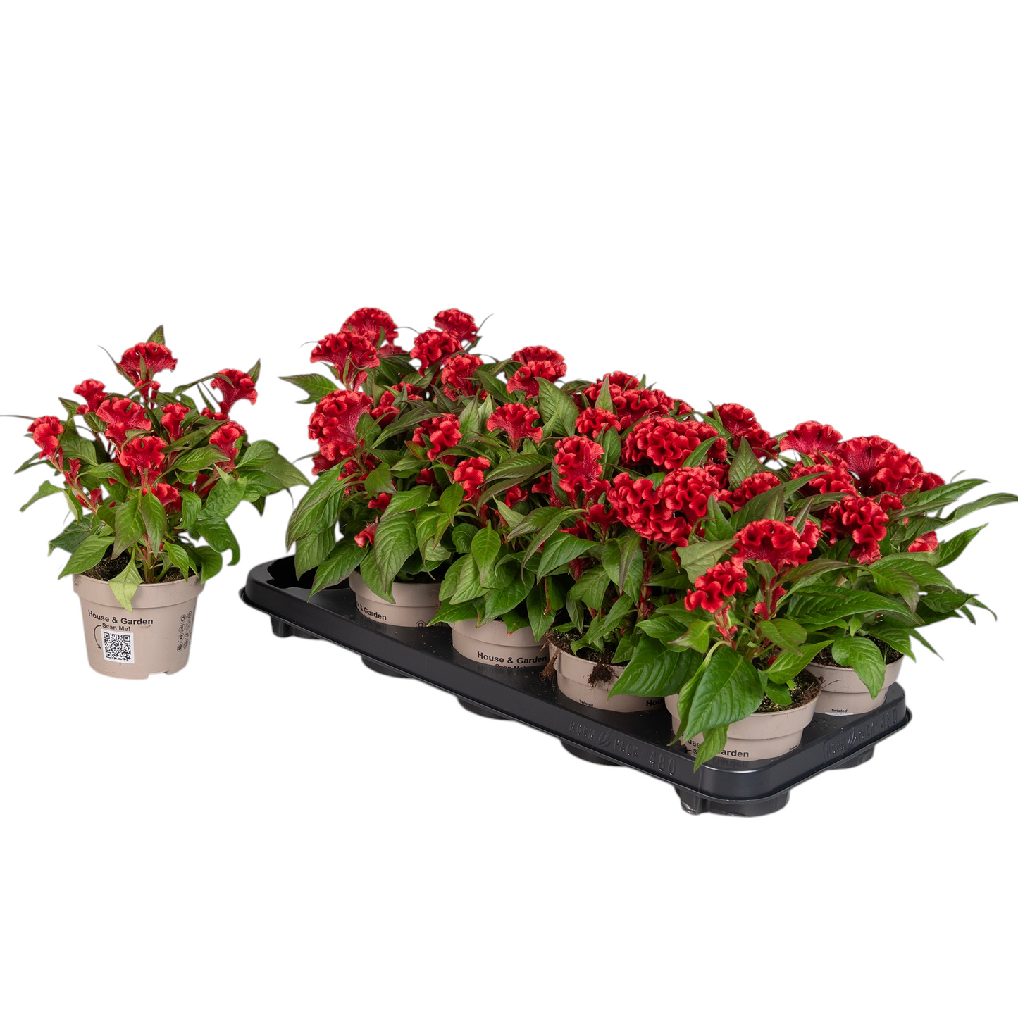 Celosia Twisted Papaya 30cm 12cm Pot