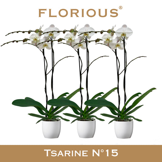 Phalaenopsis white 100cm 15cm Pot