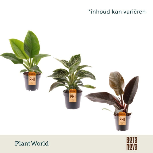 Plantworld Jogrow Philodendron gemengd div. soorten P12 Pack of 10