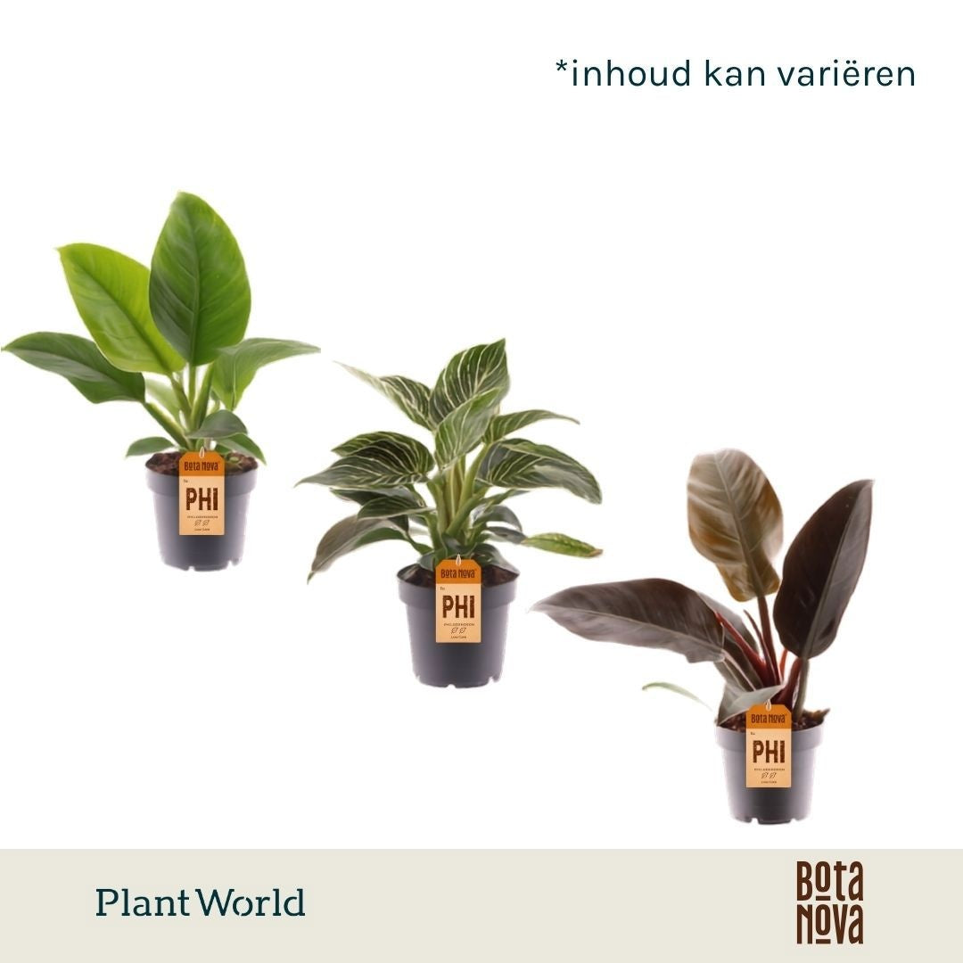 Philodendron scandens 30cm 12cm Pot