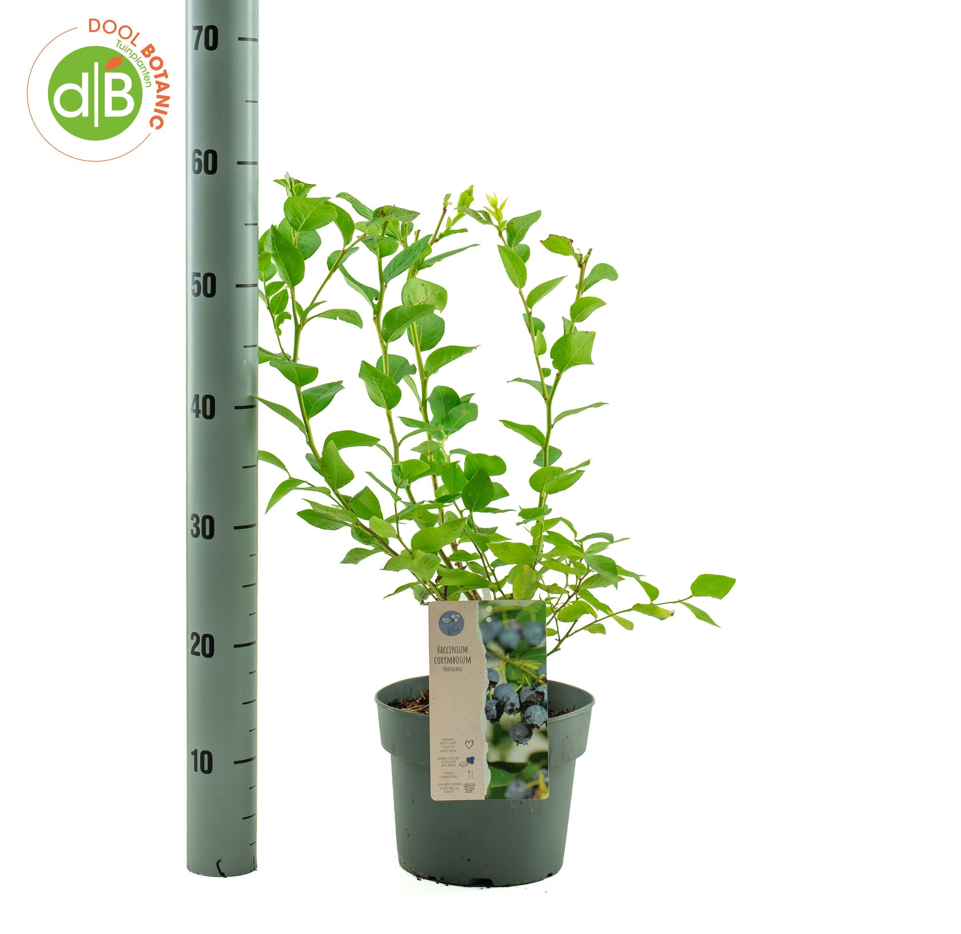 Dool Botanic Vaccinium Northland Pack of 1