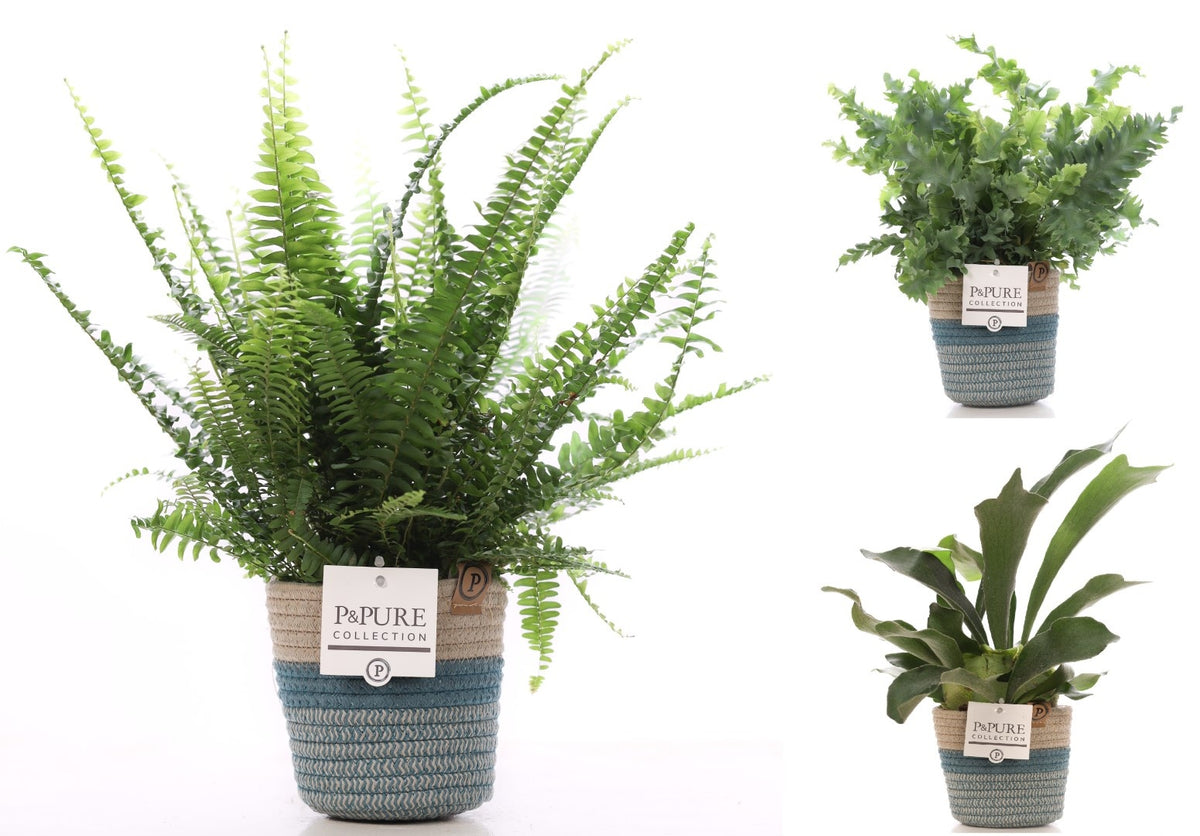 Ferns mix 35cm 12cm Pot