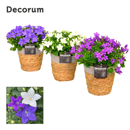 Campanula Hybrid 17cm 15cm Pot