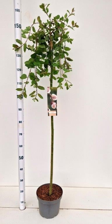 Salix caprea Kilmarnock 160cm 23cm Pot