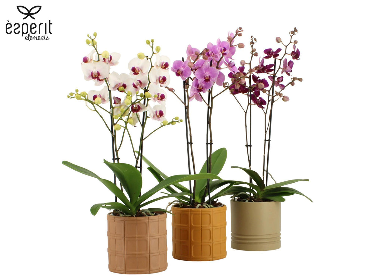 Phalaenopsis mix 50cm 12cm Pot