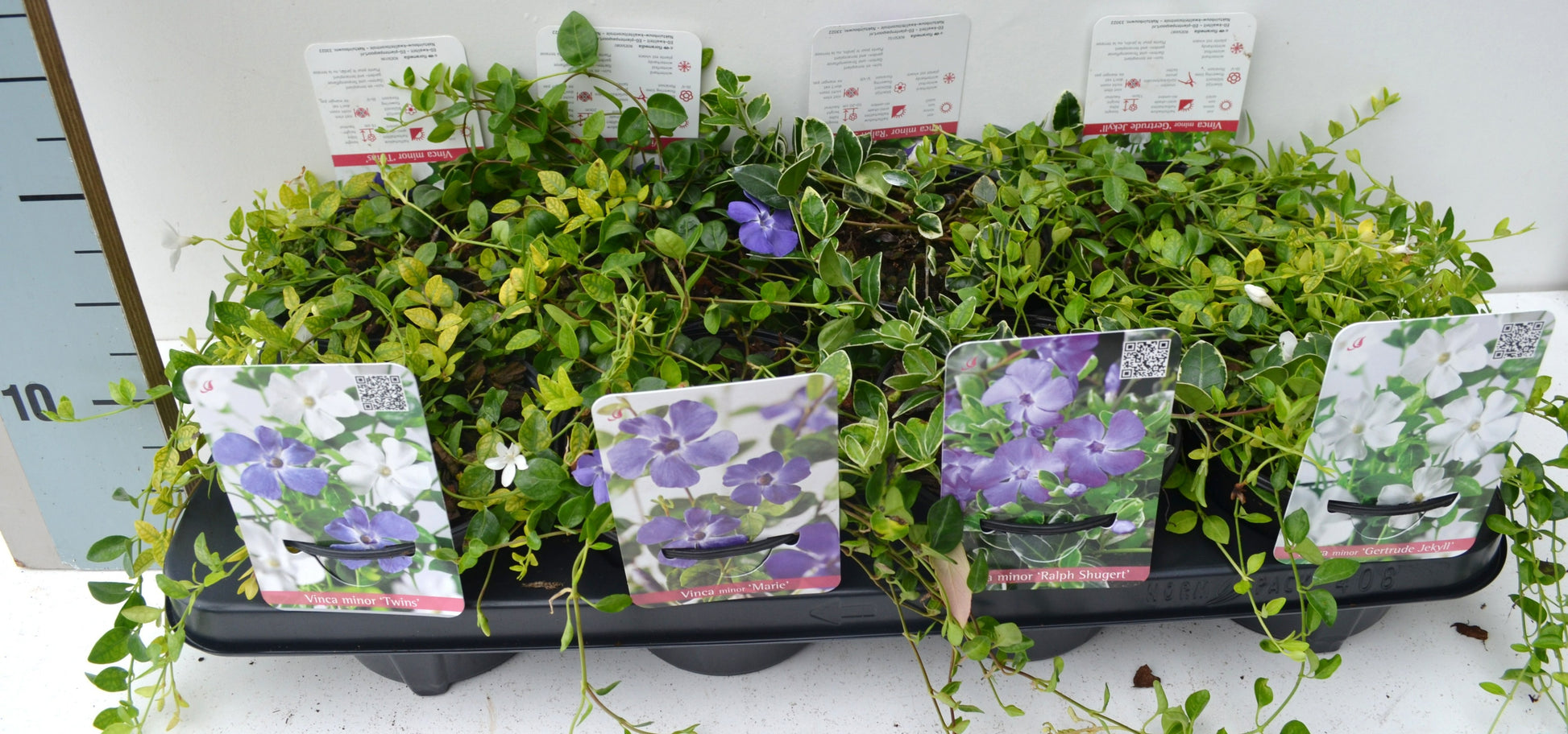 Vinca minor 10cm 13cm Pot