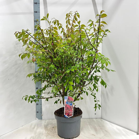 Euonymus jap. Gold Girl 120cm 29cm Pot