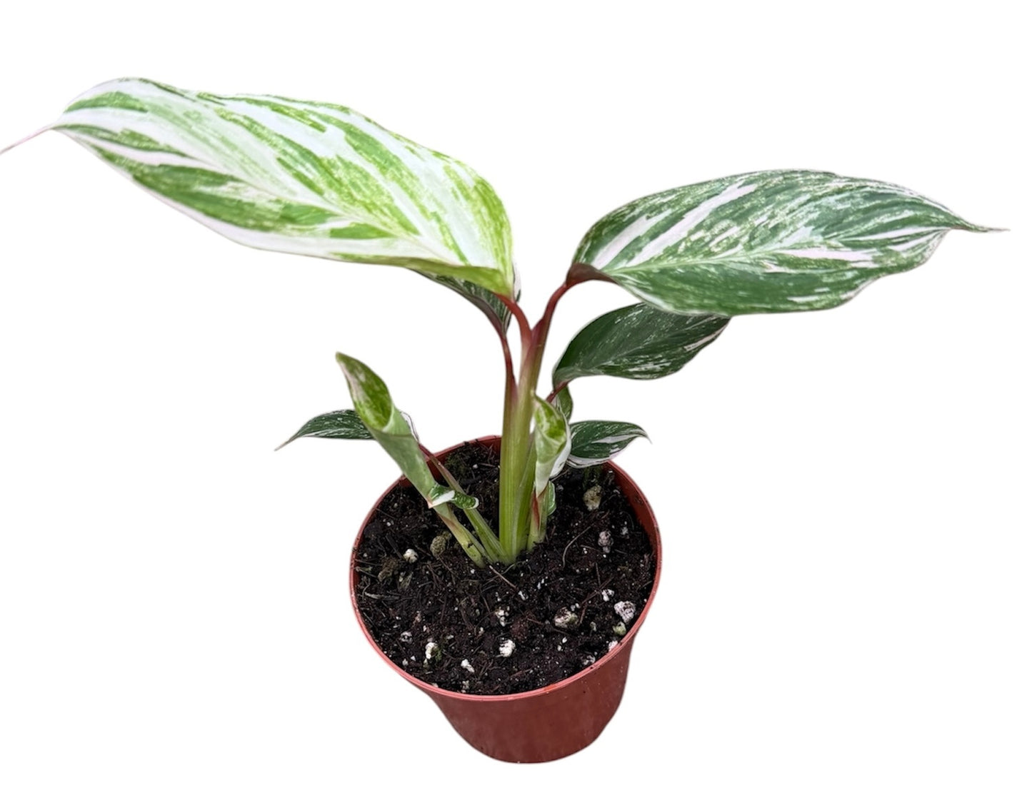 Calathea Hybrid 15cm 8cm Pot