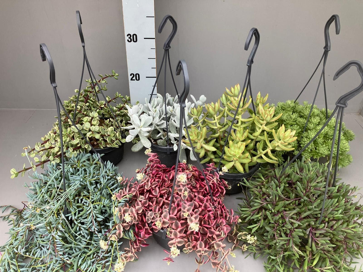Succulent mix 20cm 14cm Pot