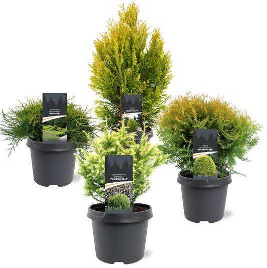Conifer mix 40cm 19cm Pot