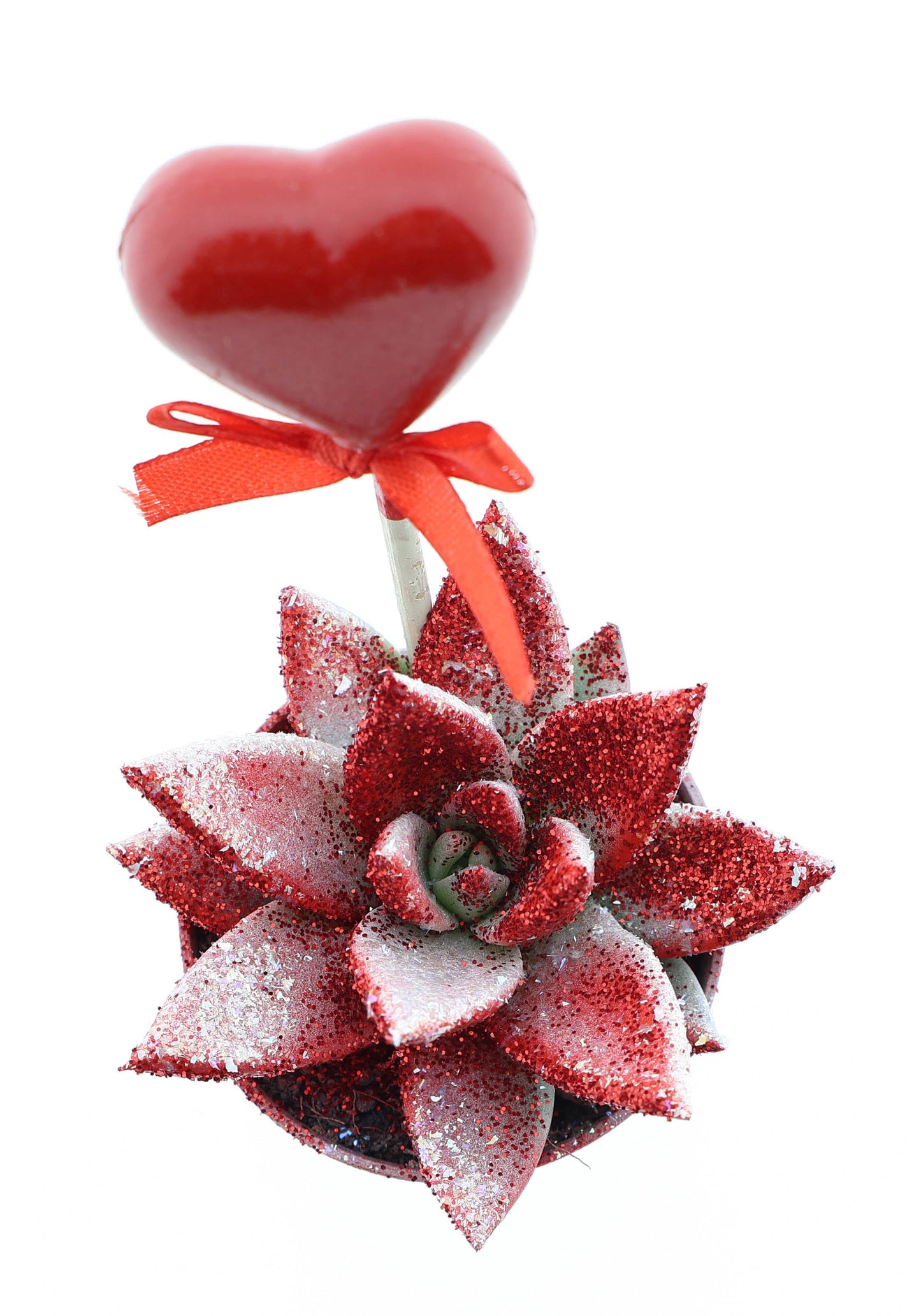 Euro Cactus Holland Bv Miranda Valentine rood/wit glitter + hartje Pack of 20