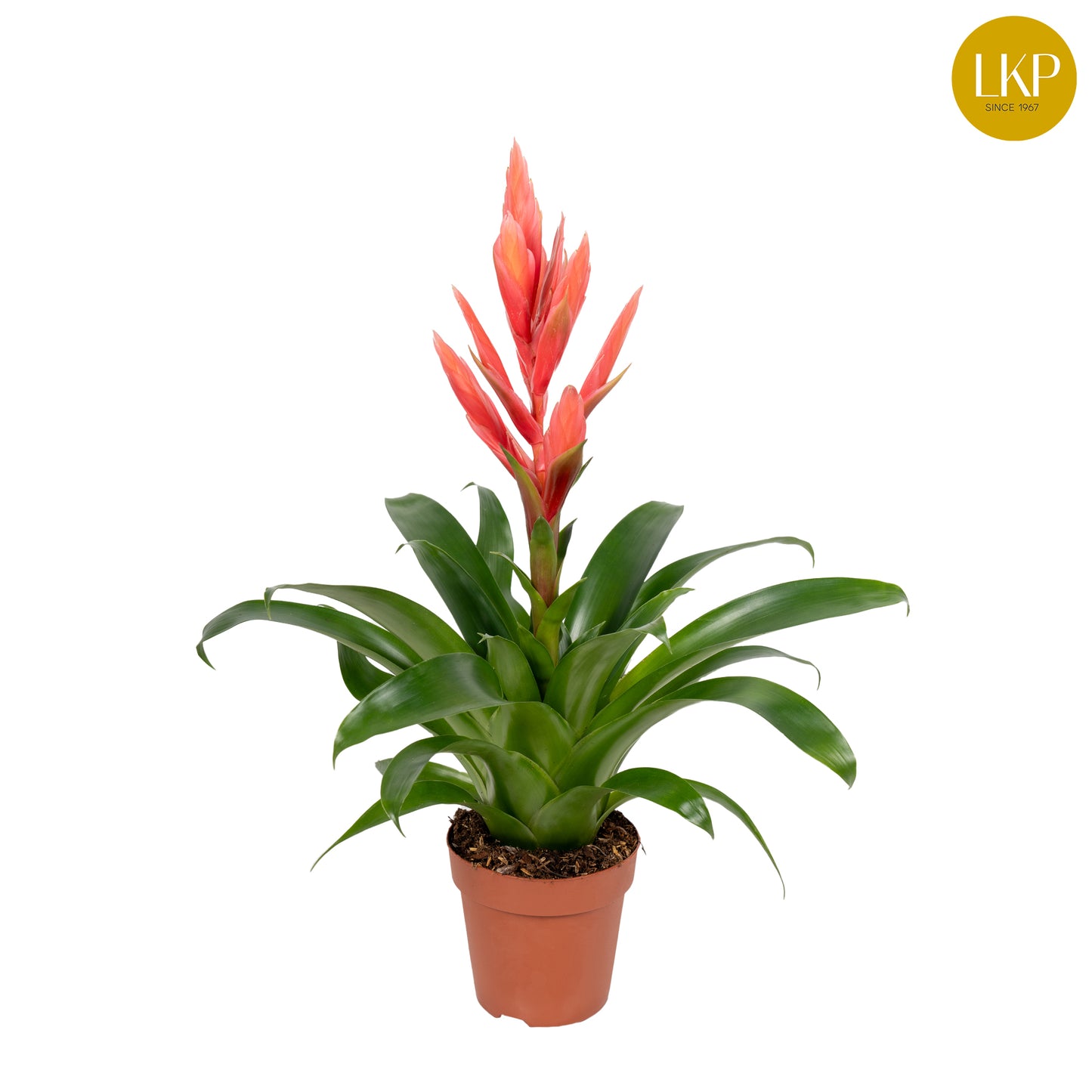 Tillandsia Ziva 40cm 12cm Pot