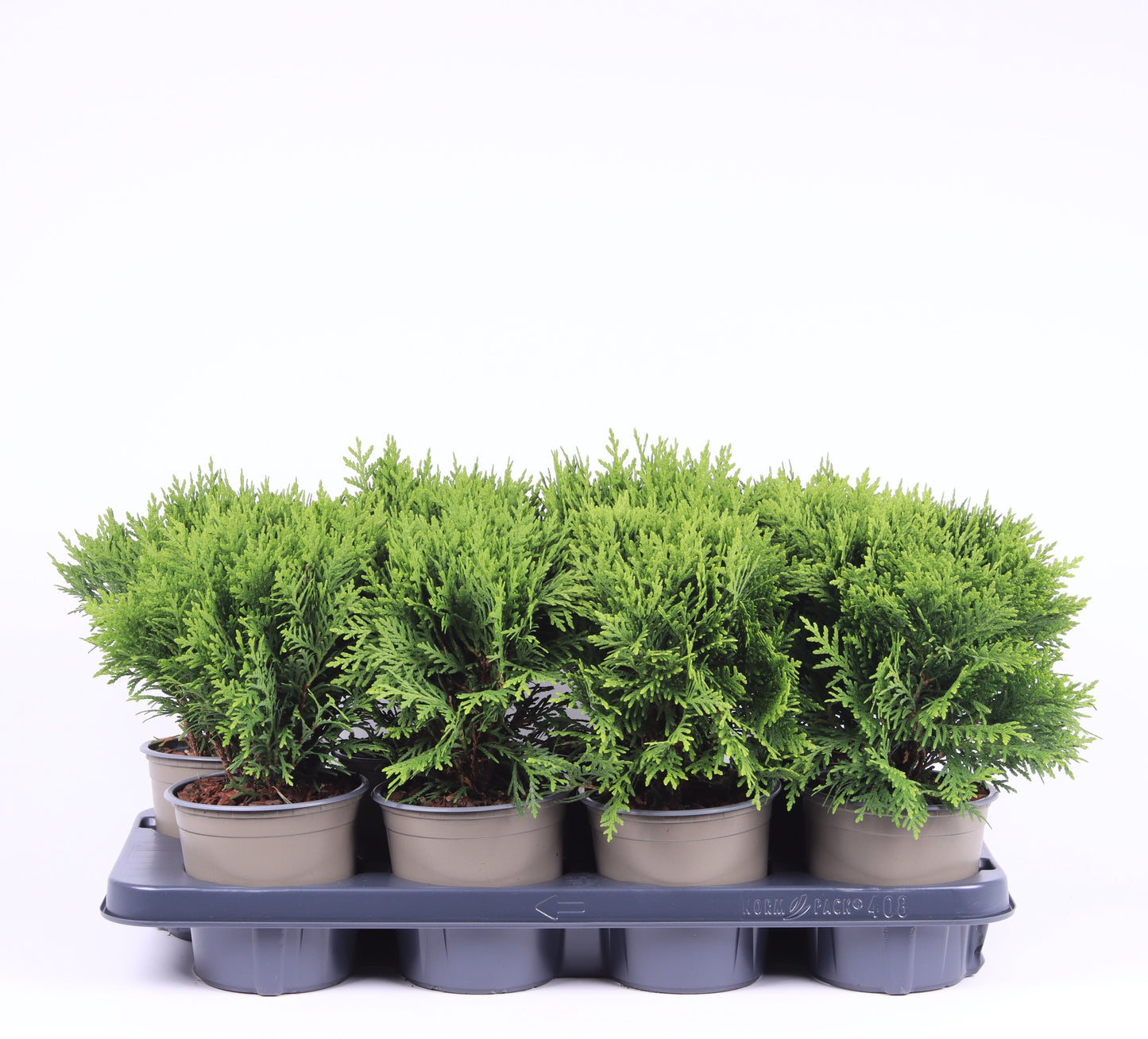 Thuja occidentalis Danica 25cm 13cm Pot
