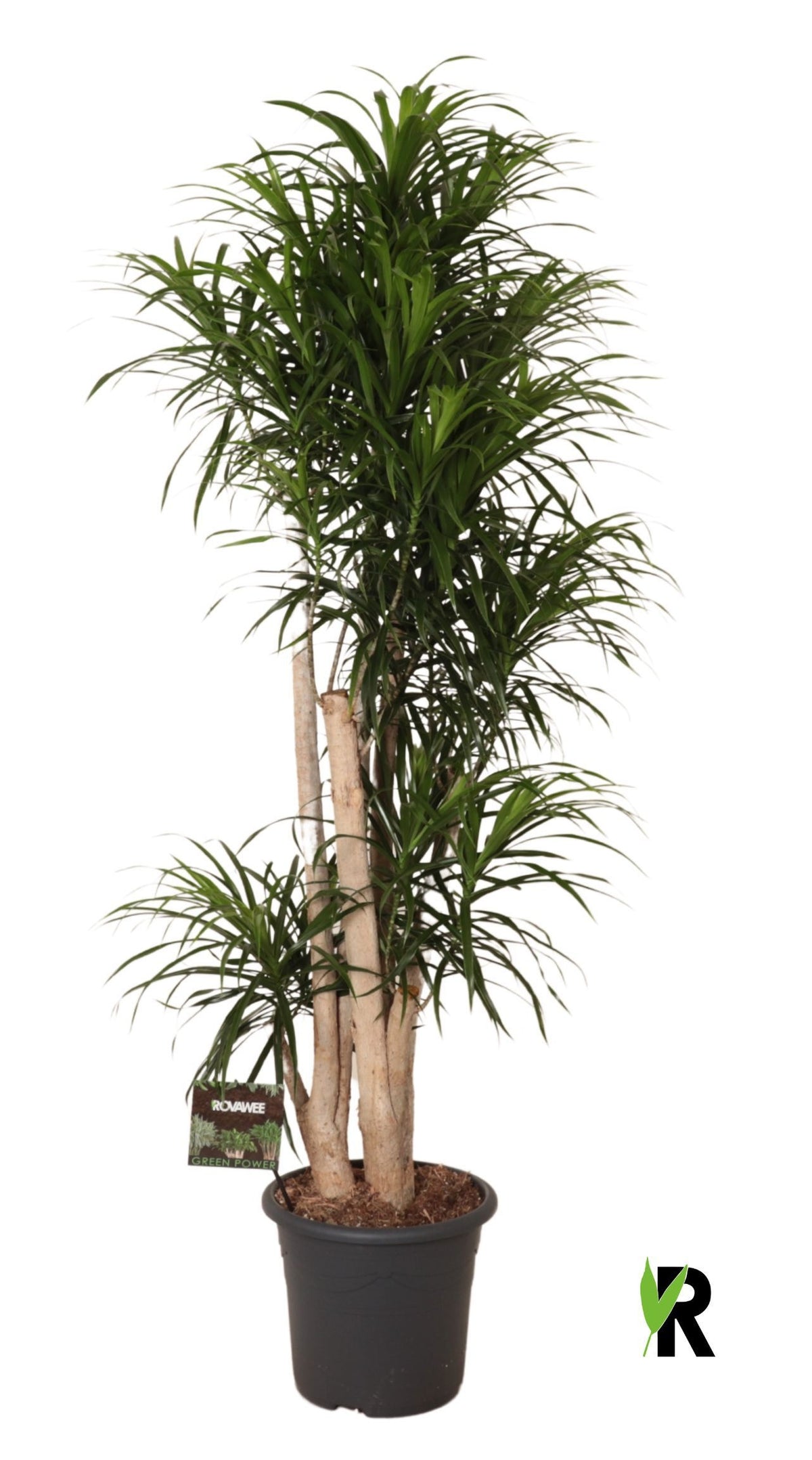 Dracaena ref. Anita 170cm 35cm Pot