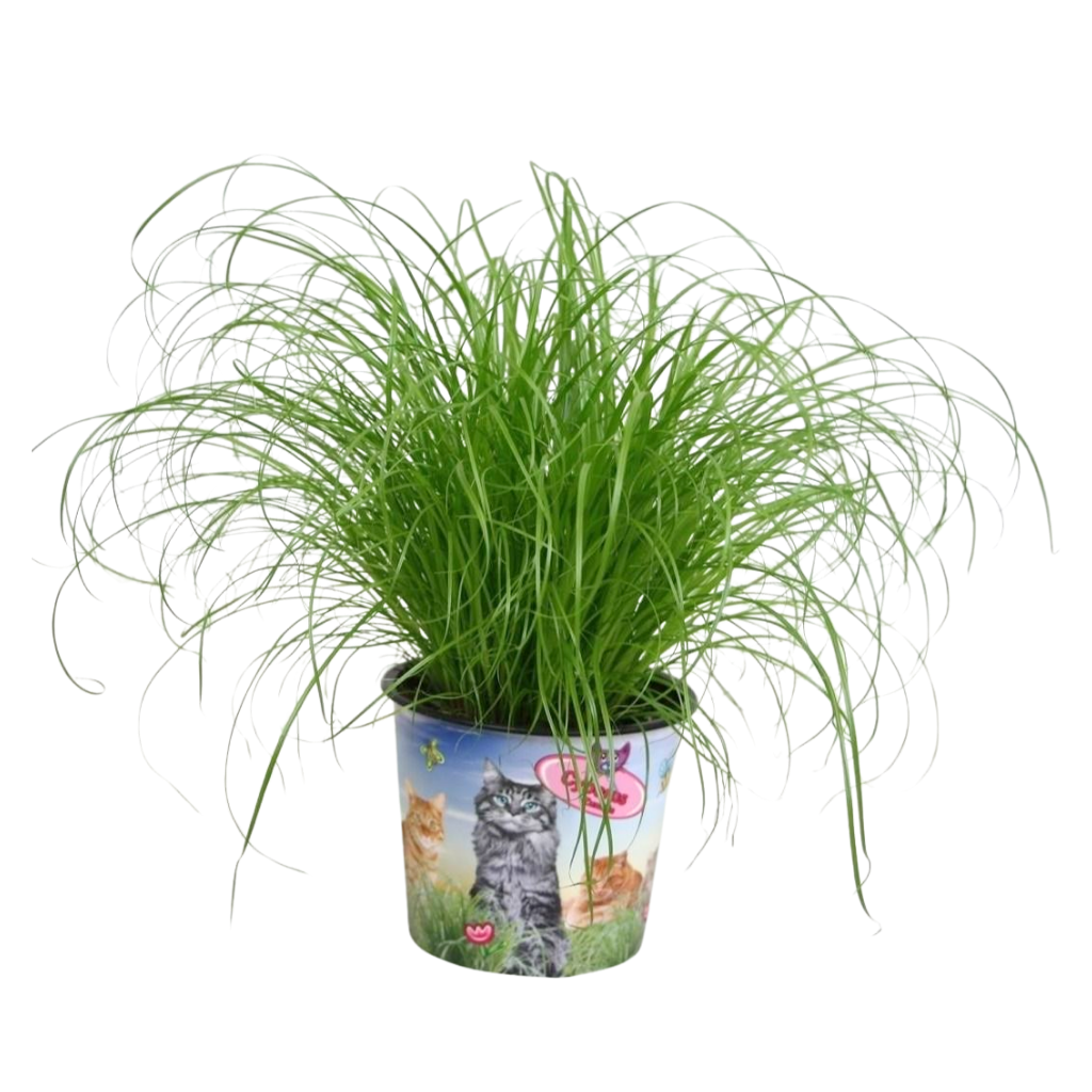 Cyperus Zumula (kitty grass) 30cm 12cm Pot