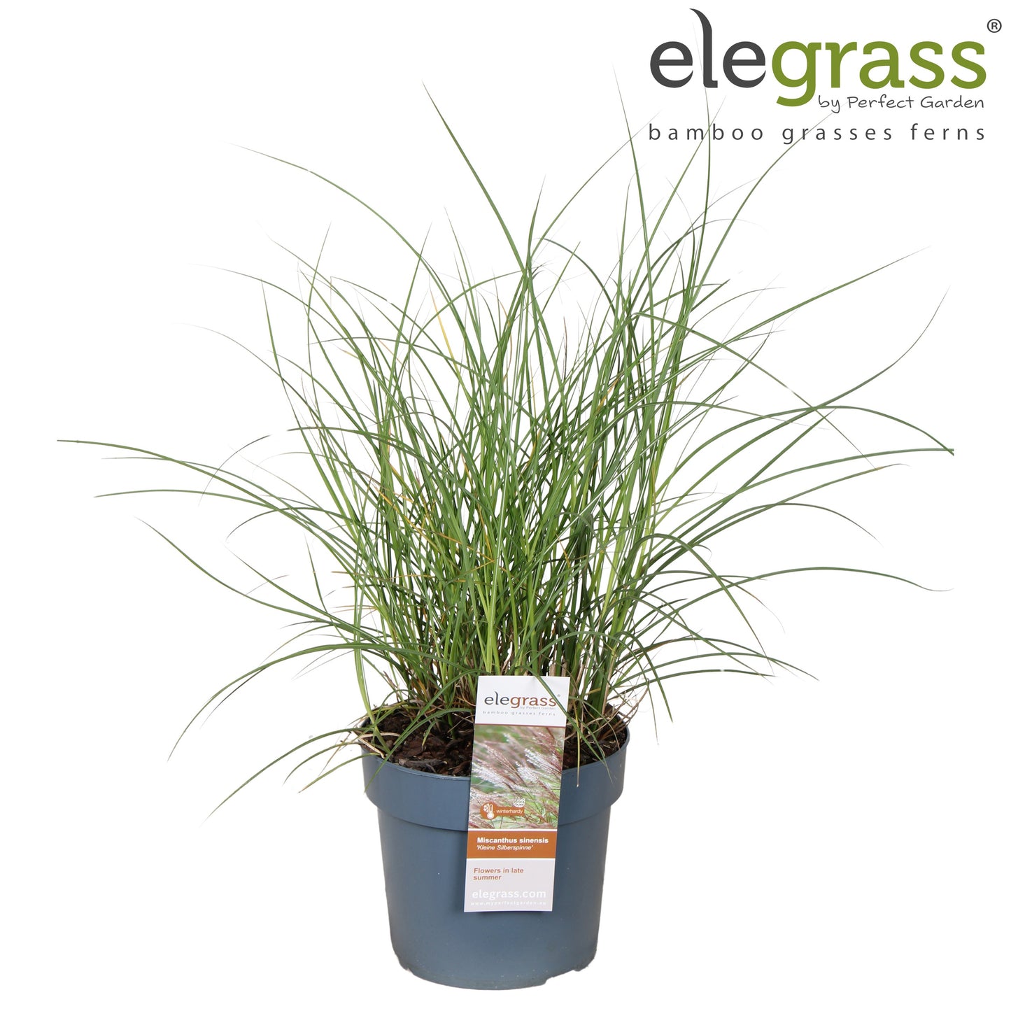 Miscanthus Kleine Silberspinne 100cm 19cm Pot