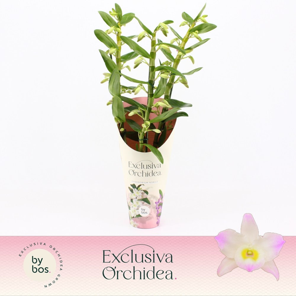 Dendrobium Kumiko potcover 50cm 12cm Pot