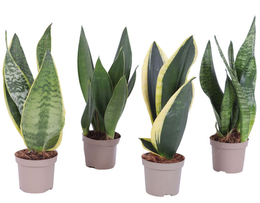 Sansevieria trifasciata 30cm 9cm Pot