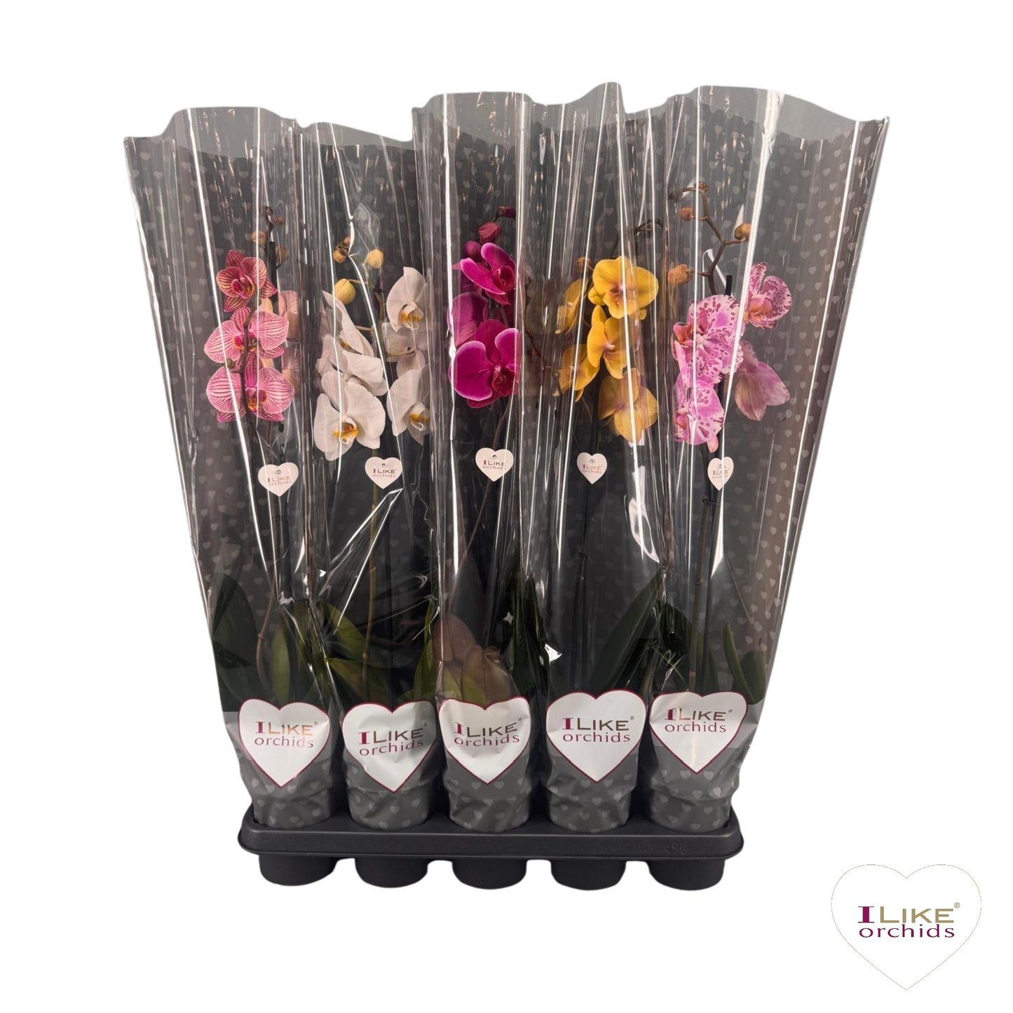 Phalaenopsis mix 65cm 12cm Pot