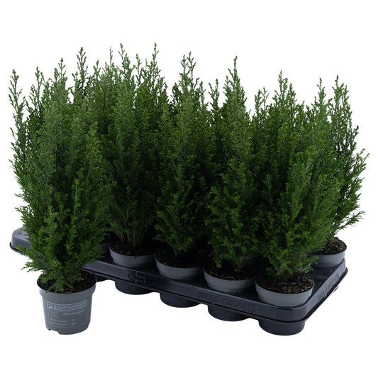 Chamaecyparis Ellwoodii 30cm 9cm Pot