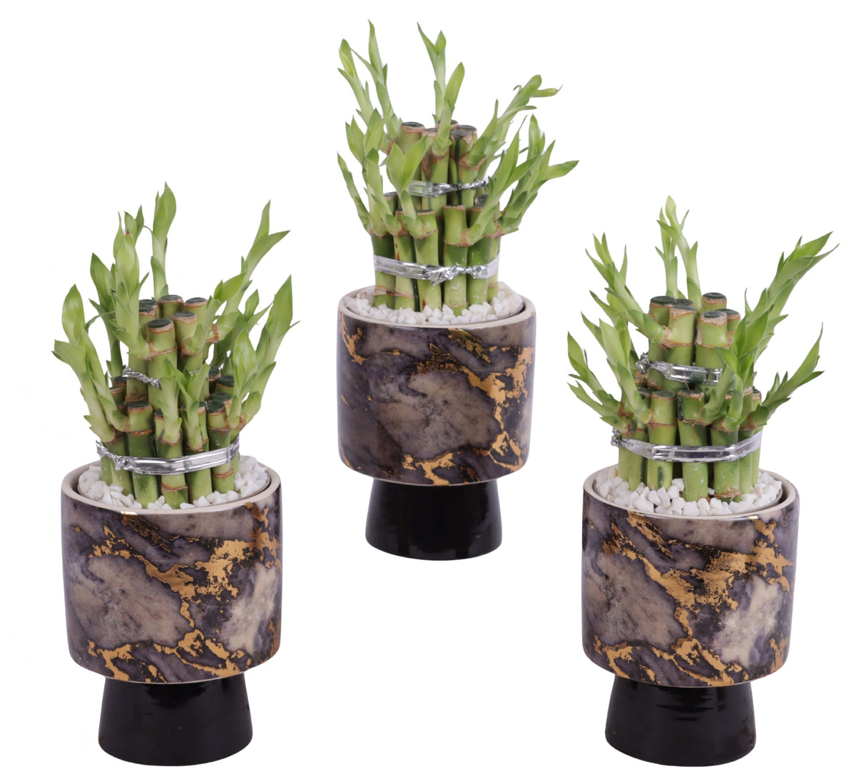Drac. Lucky Bamboo (+ drp. ceramic) 20cm 10cm Pot