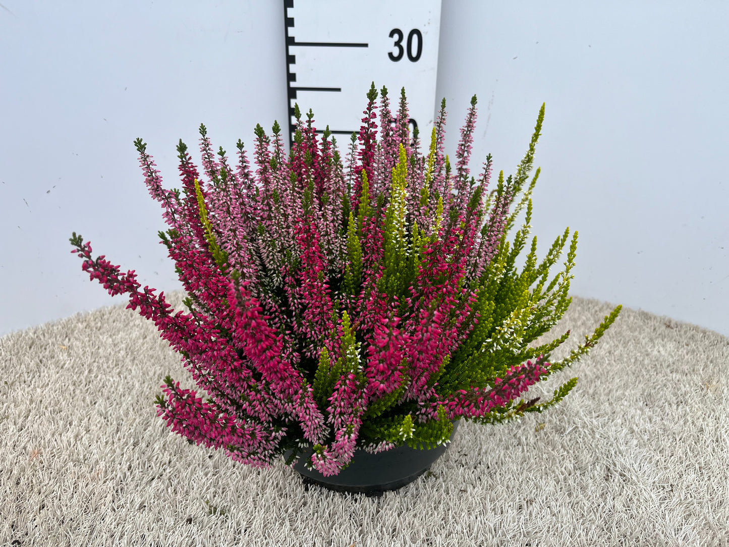 Calluna Garden Girls mix 30cm 23cm Pot