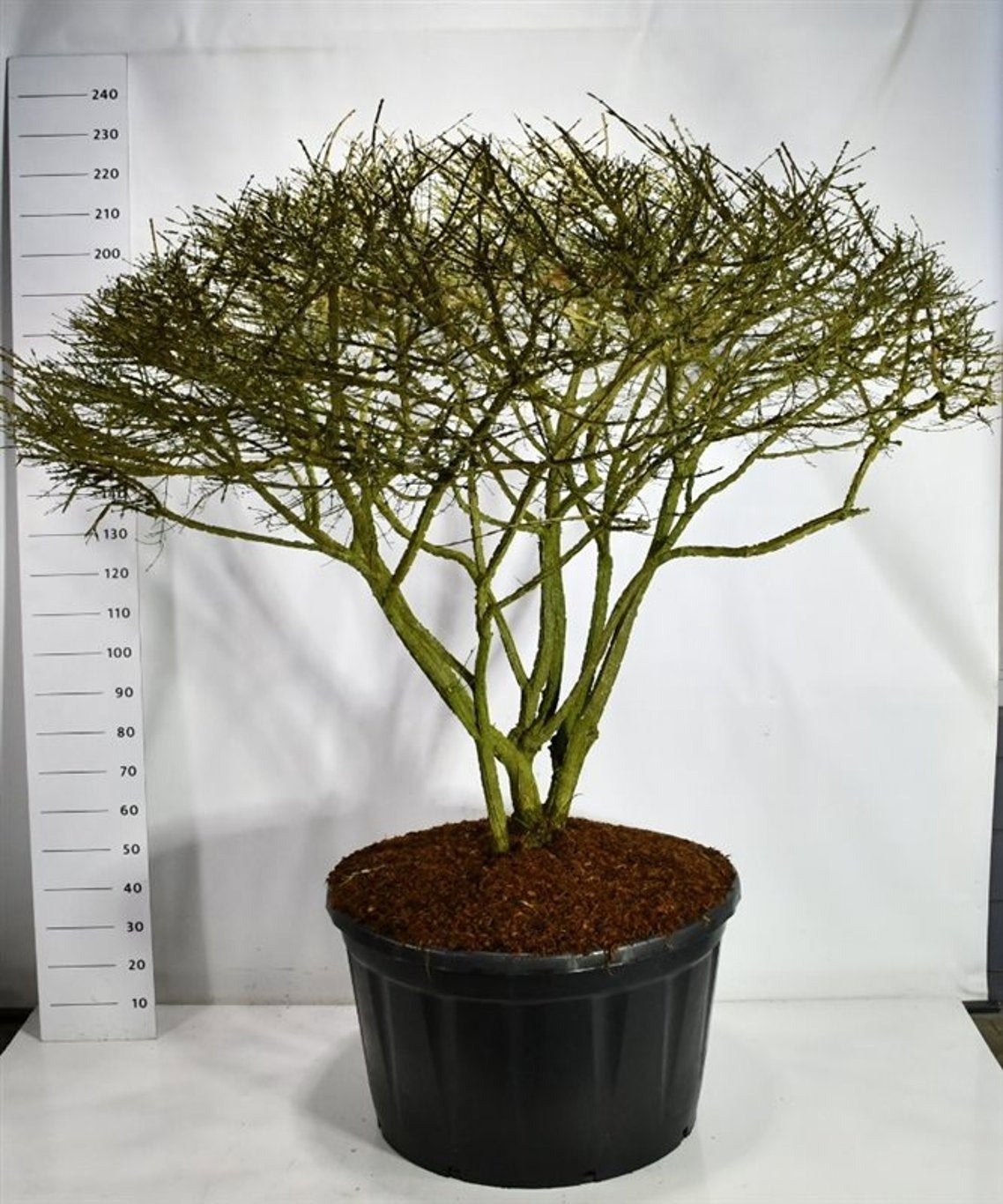 Bloemenkampen BV, Hkw. de Euonymus jap. Gold Girl Pack of 1