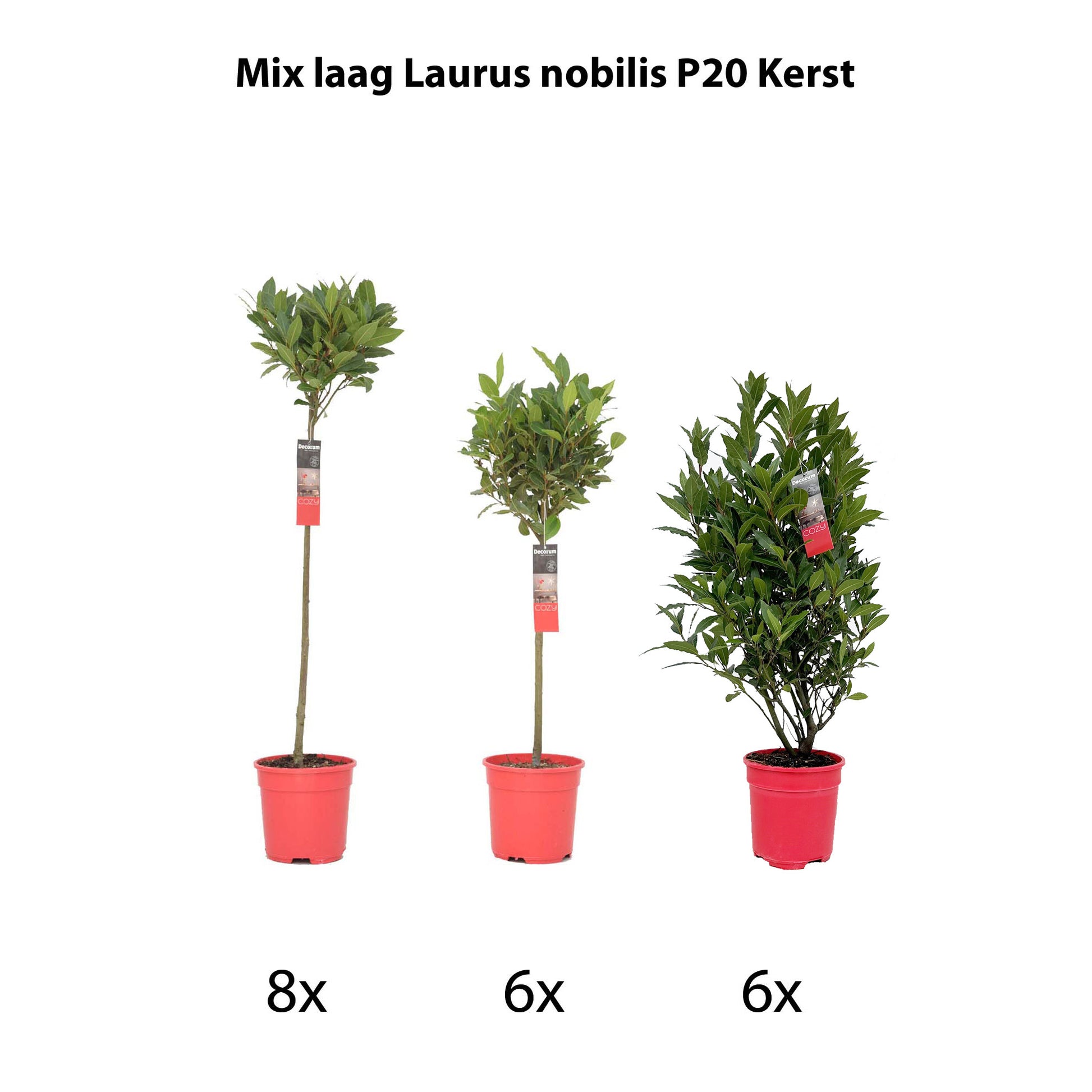 Laurus nobilis 80cm 20cm Pot