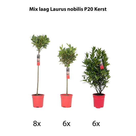 Laurus nobilis 80cm 20cm Pot