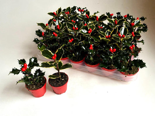 Ilex Aurea Marginata 10cm 6cm Pot