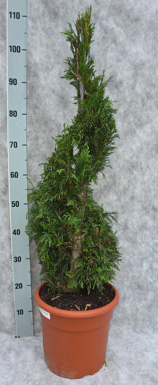Thuja plicata Excelsa 110cm 26cm Pot