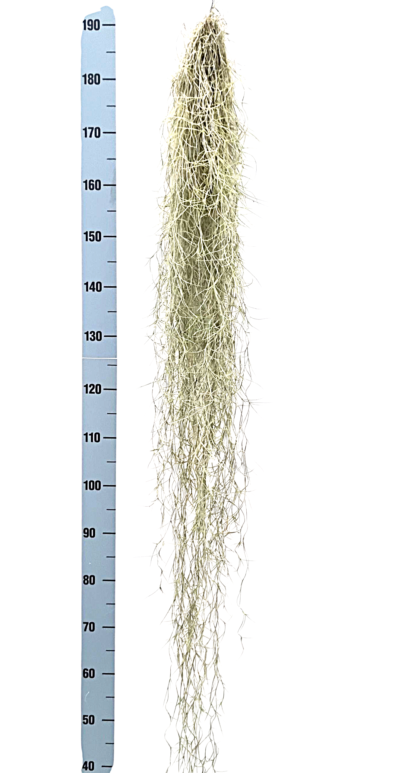 Corsaplant Tillandsia usneoides Pack of 4