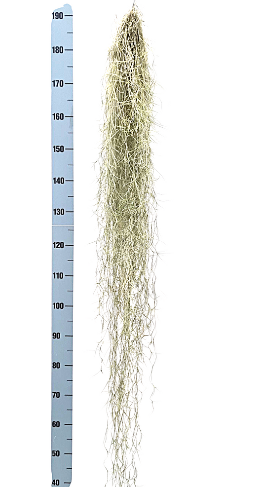 Tillandsia usneoides