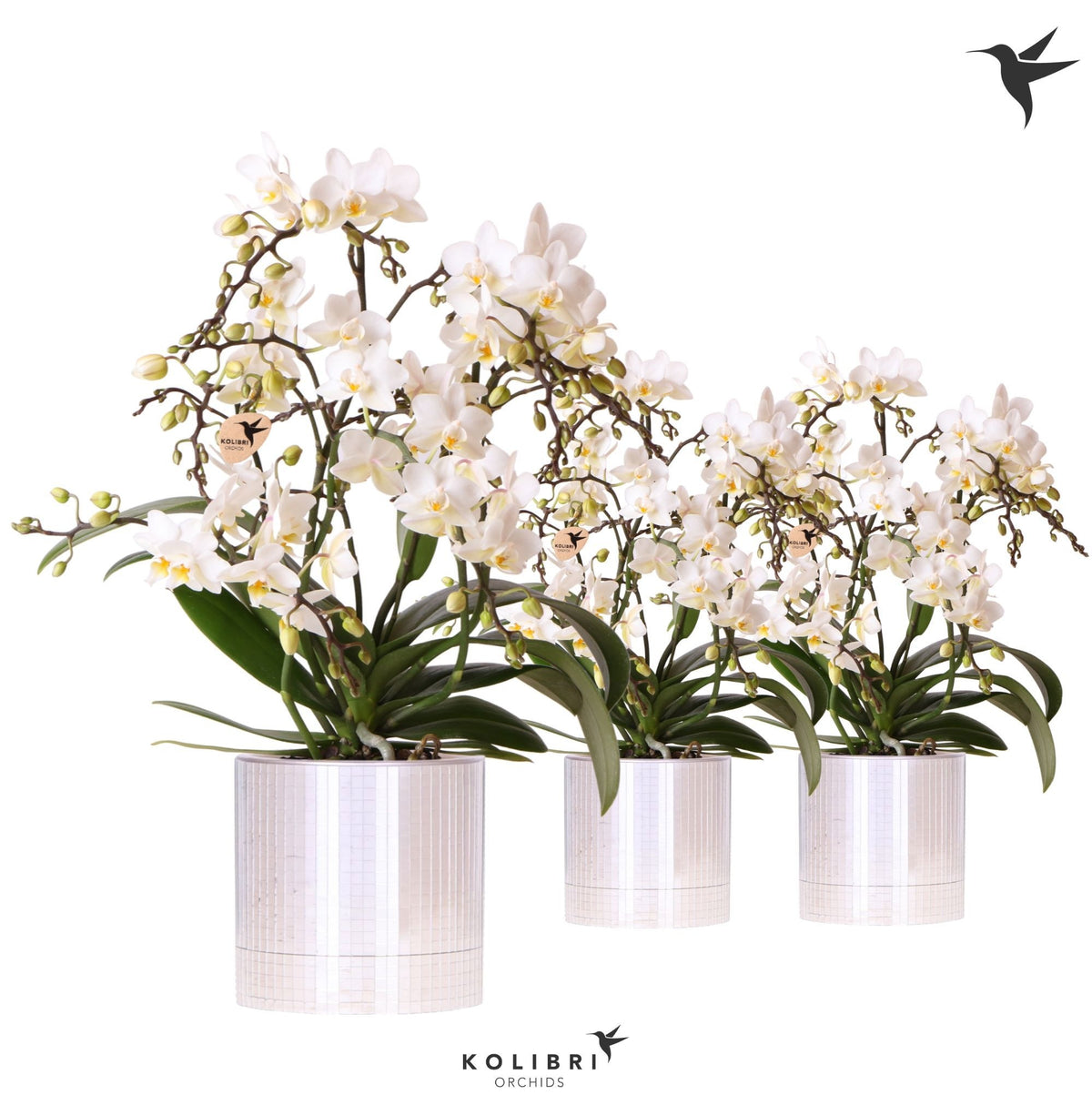 Phalaenopsis multiflora white 40cm 9cm Pot