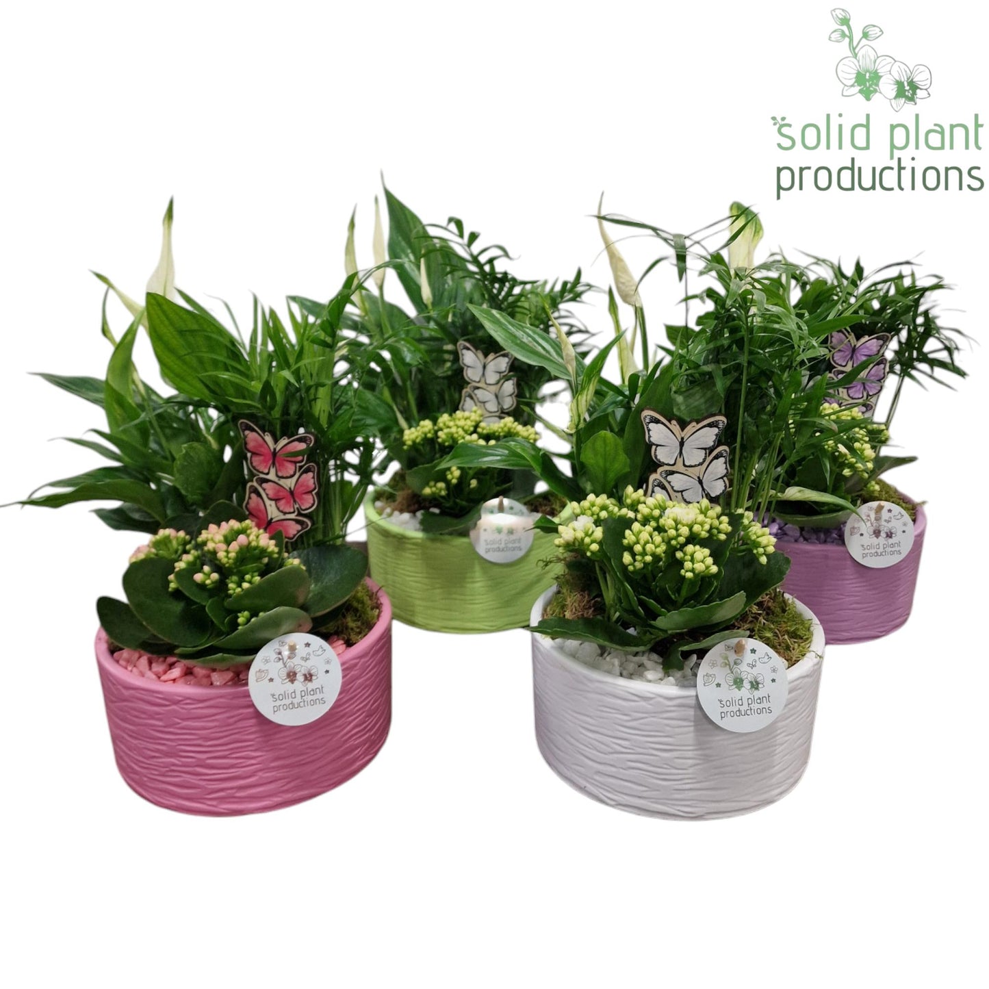 SCK003 Loes Actie Mix 38cm 18cm Pot