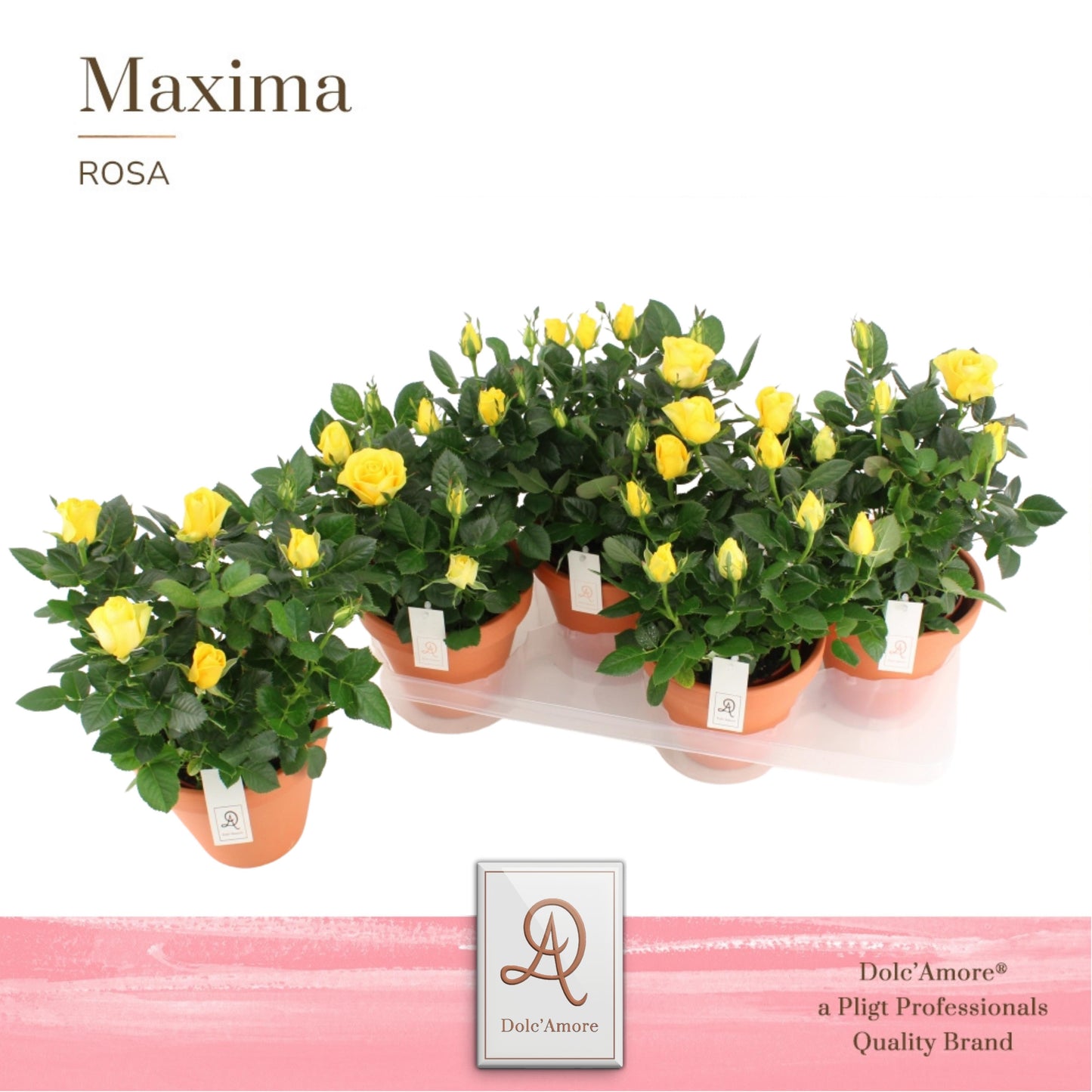 Pligt Professionals BV Rosa Love Forever Yellow Pack of 4