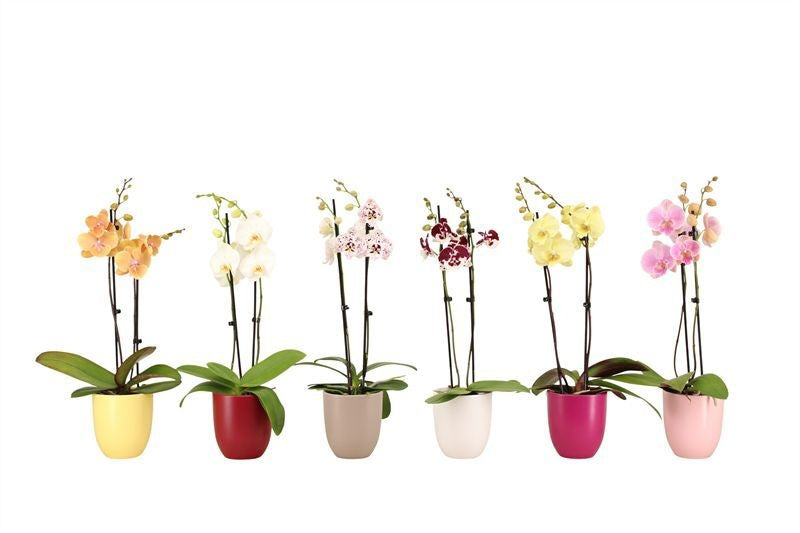 Phalaenopsis mix 60cm 12cm Pot