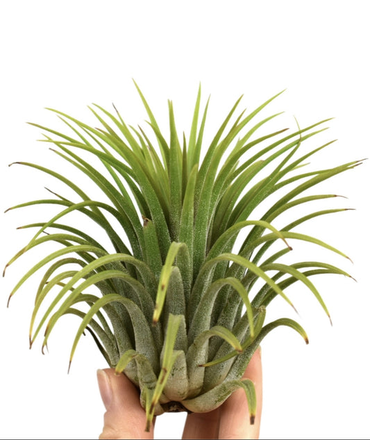 tillandsia-ionantha-green-10cm-10cm-pot